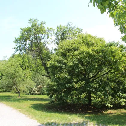 Traumhaftes Villengrundstück mit baugenehmigter Planung - Bild 3