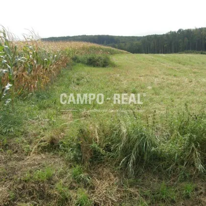 CAMPO-LAND- und FORSTWIRTSCHAFT: ca. 10 ha Wald und 7 ha Acker - regionale Produkte produzieren - nachwachsende Zinsen - BAUMSPAREN - die neue internationale Anlageform - Region Wienerwald - Bild 2