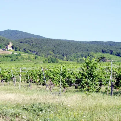 Bad Vöslau: 3 Zimmer + Loggia an den Weinbergen - Bild 2