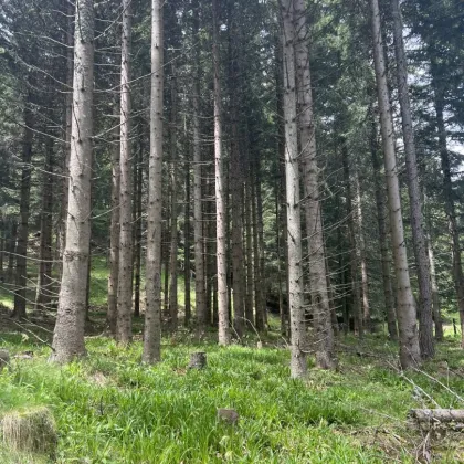 +++ 8,6 ha Wald und Weide mit Aussichts- Panoramalage am Fuße des Blasenkogels +++ - Bild 3