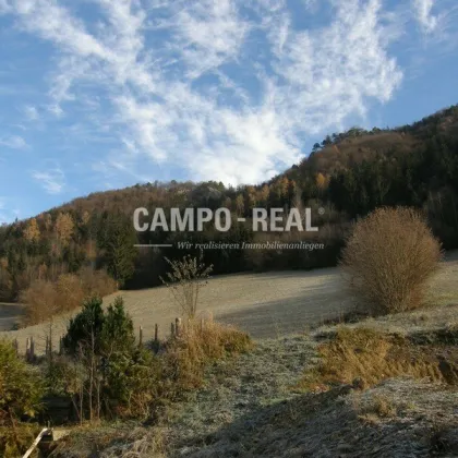 CAMPO-LAND- UND FORSTWIRTSCHAFT: ca. 8 ha Wald und 4,5 ha Wiese - neuer Preis! - Nachwachsende Zinsen - BAUMSPAREN - die neu internationale Anlageform - Pielachtal - arrondiert - Bild 2