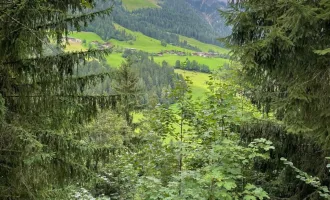 WALD - Bereich Reith im Alpbachtal & Alpbach