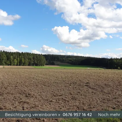 2 große Baugründe in Klein Hirschenschlag - Gemeinde Reingers - Bild 3