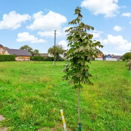 Update! Großer Wohn-Baugrund nahe Bleiburg. - Ruhige Wohnlage in ländlicher Idylle. - Auch teilbar. - Bild 3