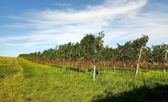 ++ Wiesenfläche, landw. Nutzung inmitten der Weingärten in Stammersdorf ++