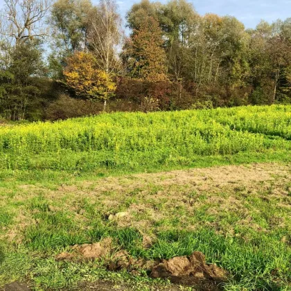 Ebenes Baugrundstück in Siedlungslage + 5000 m2Grünland - Bild 2