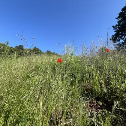 KLOSTERNEUBURG-WEIDLING - EXKLUSIVER VILLENBAUGRUND MIT BAUBEWILLIGUNG - Bild 2