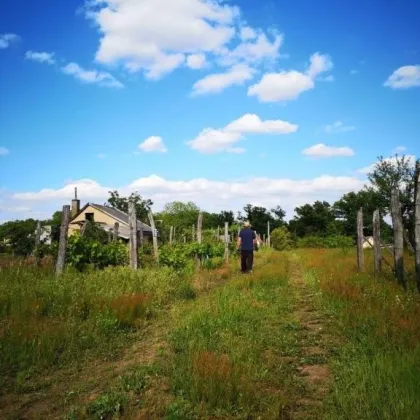 Träume eines Winzers • Weingut in Ungarn mit Einfamilienhaus - Bild 2