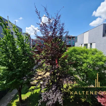 Gepflegte 4-Zimmer-Maisonette mit 2 Loggien nahe dem Marchfeldkanal - Bild 2