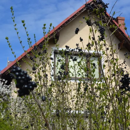 Einfamilienhaus mit nettem Garten am Retzer Stadtrand - Bild 2