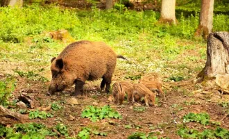 Eigenjagd mit 350 ha - top Wildschwein- & Mufflonjagd