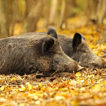 147 ha Eigenjagd mit 350 ha Jagdfläche top Wildschwein, Mufflonjagd - Bild 2