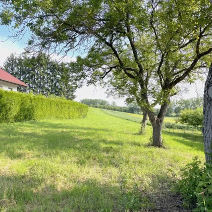 NEUER PREIS! Litzelsdorf: Grundstück in Ruhelage ohne Bauzwang - Bild 3