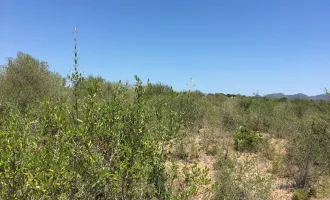 Großes Finca-Grundstück in Son Carriò, an der Ostküste von Mallorca