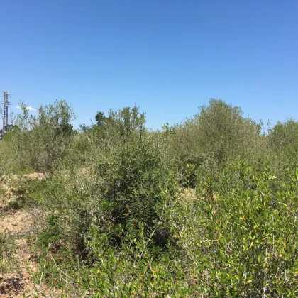 Großes Finca-Grundstück in Son Carriò, an der Ostküste von Mallorca - Bild 2