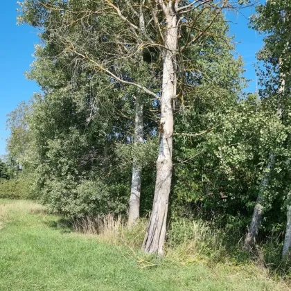 Sonnenbeschienene Alleinlage, knapp 3 Hektar mit stark sanierungsbedürftigem Forsthaus - Bild 3