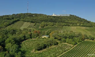 Zwischen Reben und Romantik - Ein Hauch Südfrankreich in Wien