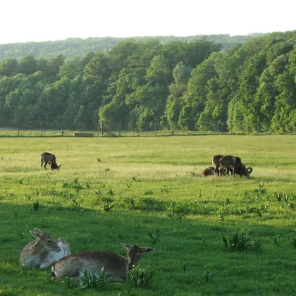 DROHNEN-VIDEO & 3D-RUNDGANG JETZT ANSEHEN! Exklusives Wohnen mit Geschichte und Modernität – Ihr Traumobjekt zwischen Schloss Schönbrunn & Lainzer Tiergarten! - Bild 3