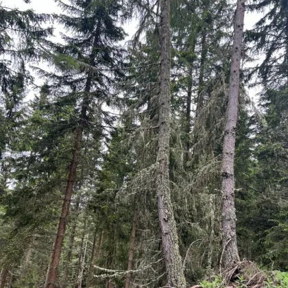 *** 15 ha  Wald und Weidengrundstück mit Baugrundstück *** - Bild 3