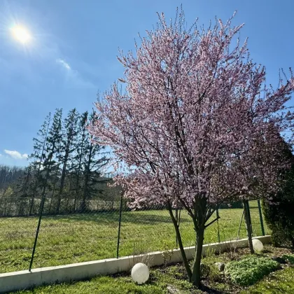 Wunderschönes Einfamilienhaus mit Waldblick in Hagenbrunn | Salzwasserpool | traumhafter Garten - Bild 2