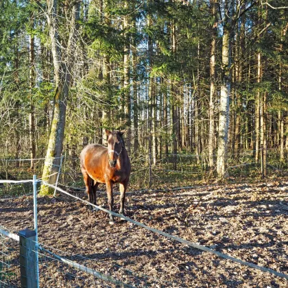 Reiterhof / Landwirtschaftliches Gut, Gmunden am Traunsee - Bild 2