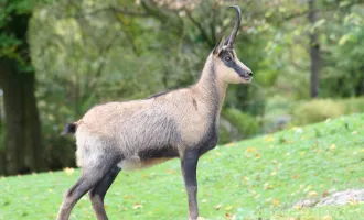 200 ha Eigenjagd Kärnten  - Wald & Jagdbesitz