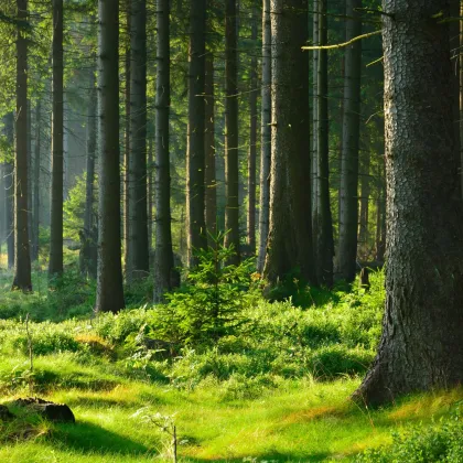 147 ha Eigenjagd - Saujagd mit Mufflon, Jagdgebiet auf Rehwild erweiterbar auf 350 ha - Bild 3