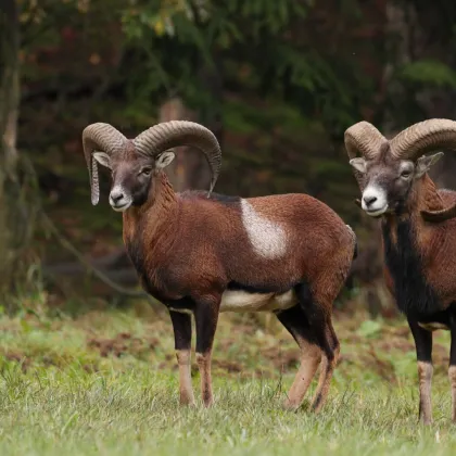 147 ha Eigenjagd - Saujagd mit Mufflon, Jagdgebiet auf Rehwild erweiterbar auf 350 ha - Bild 2