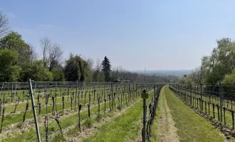 Mein eigener Weingarten - Der nächste Sommer kommt bestimmt !
