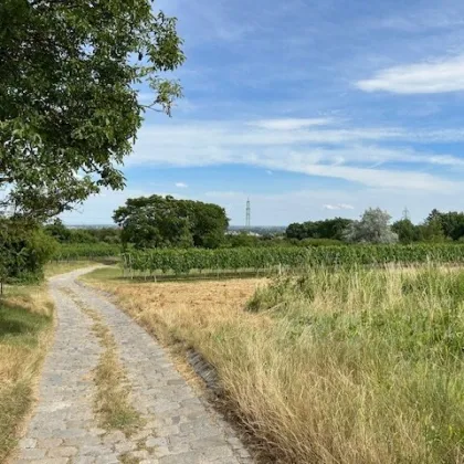 Mein eigener Weingarten - NATUR PUR! - Bild 3