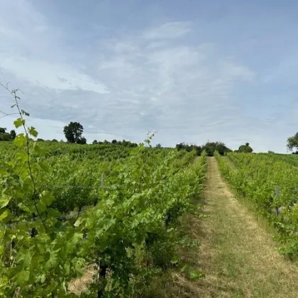 Mein eigener Weingarten - NATUR PUR! - Bild 2