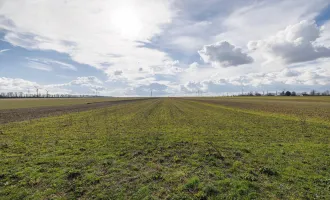 Sonniges und schönes Einfamilienhaus im Weinbau Ort Oberlaa - absolute Grünruhelage - 1100 Wien