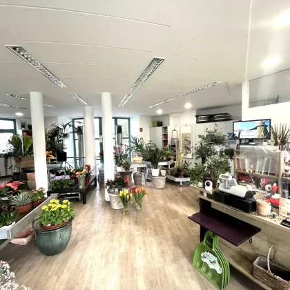 Perfektes Geschäftspotenzial: Geräumiges Einzelhandelslokal in Mauerbach, Niederösterreich - Bild 2