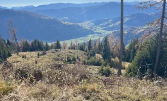 20 ha Forst / Wald als solide Geldanlage