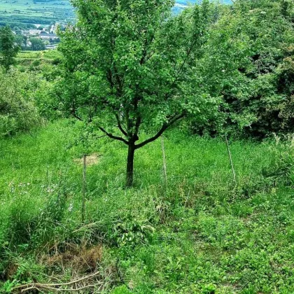 Feriengrundstück in den Weinbergen - Bild 3