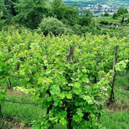 Feriengrundstück in den Weinbergen - Bild 2