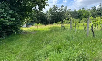 Burgenlands Weinparadies: Landwirtschafts- und Weinbauliegenschaft zum Traumpreis!