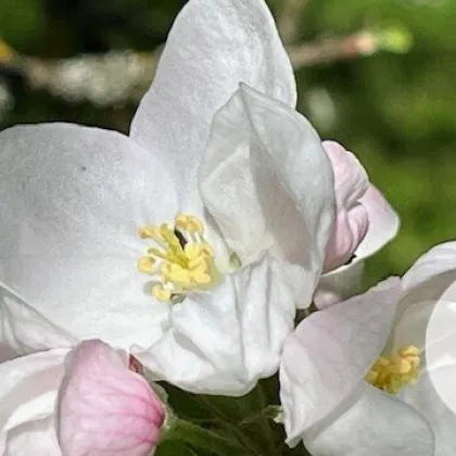 Baugründe in wunderschöner, sonniger Lage! Ein Höchstmaß an Lebensqualität! - Bild 3