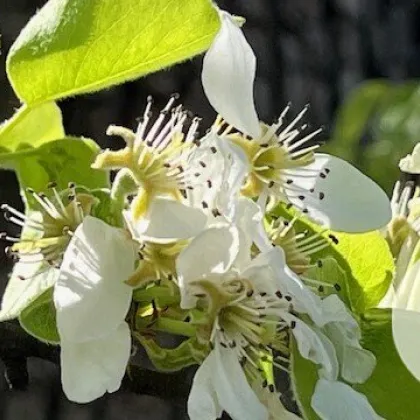 Apfelblüte im Mostviertel - Baugründe in wunderschöner, sonniger Lage! - Bild 3