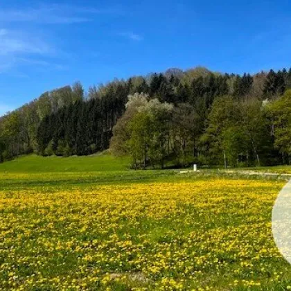 Apfelblüte im Mostviertel - Baugründe in wunderschöner, sonniger Lage! - Bild 2