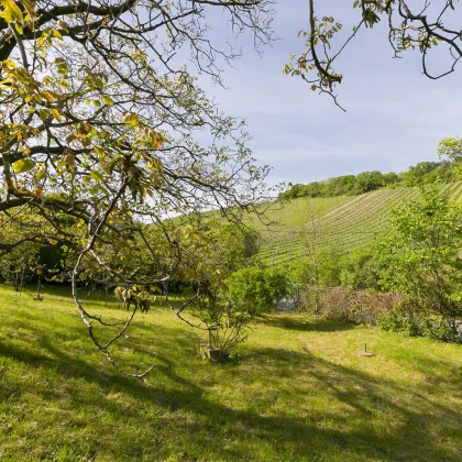 Einzellagenjuwel - 2.500m2 Grundstück zwischen den Weinreben am Nußberg - Bild 2