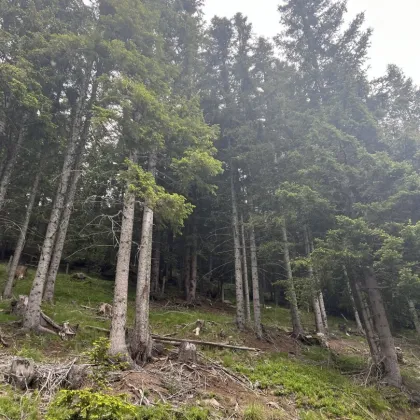 6,7 ha Wald im Zirbenland - Bild 2