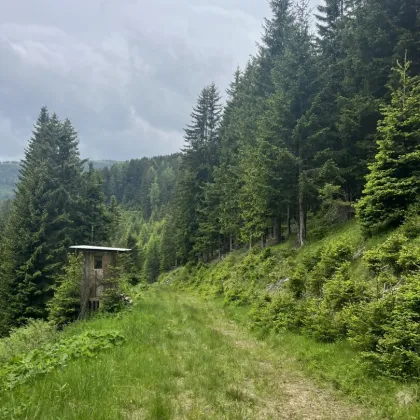 6,7 ha Wald & Weide im Steirischen Zirbenland - Bild 2