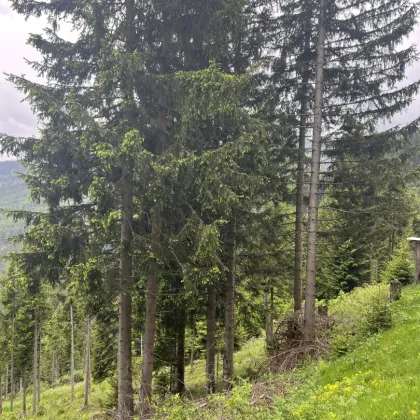 6,7 ha Wald in Obdach - Bild 2