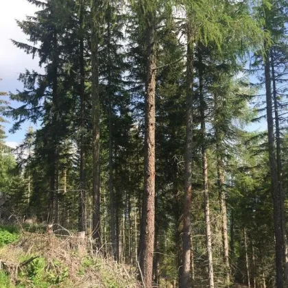 +++ 8,6 ha Wald und Weide mit Aussichts- Panoramalage am Mühlstädterboden+++ - Bild 2