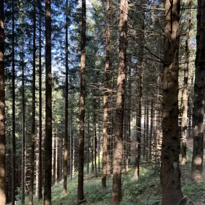 +++ 8,6 ha Wald und Weide mit Aussichts- Panoramalage am Mühlstädterboden+++ - Bild 3