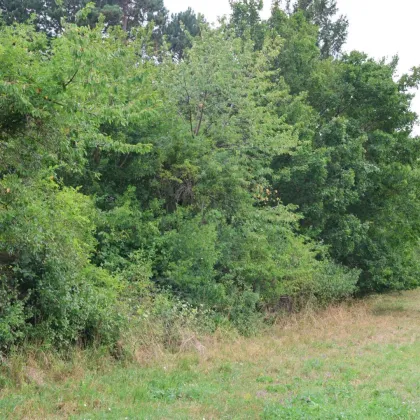 Großes Baugrundstück in guter Lage nahe Mödling - Bild 3