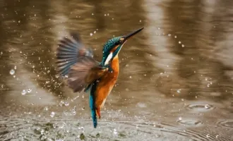 EISVOGEL - Leben im Nationalpark Donauauen nahe Wien