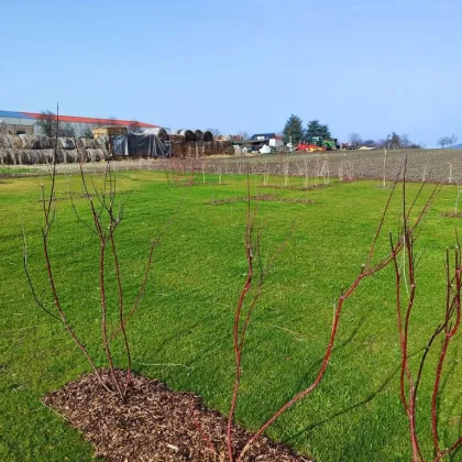 7091 Breitenbrunn -  NEUBAU-Terrassenwohnung im Nordburgenland - Bild 2