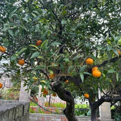 ANTIKE UNTERKUNFT MIT GARTEN - Bild 2